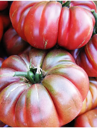 Tomate „Purple Calabash“ - BIO-Tomatensorte
