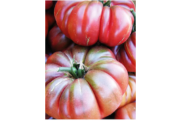 Tomate „Purple Calabash“ - BIO-Tomatensorte