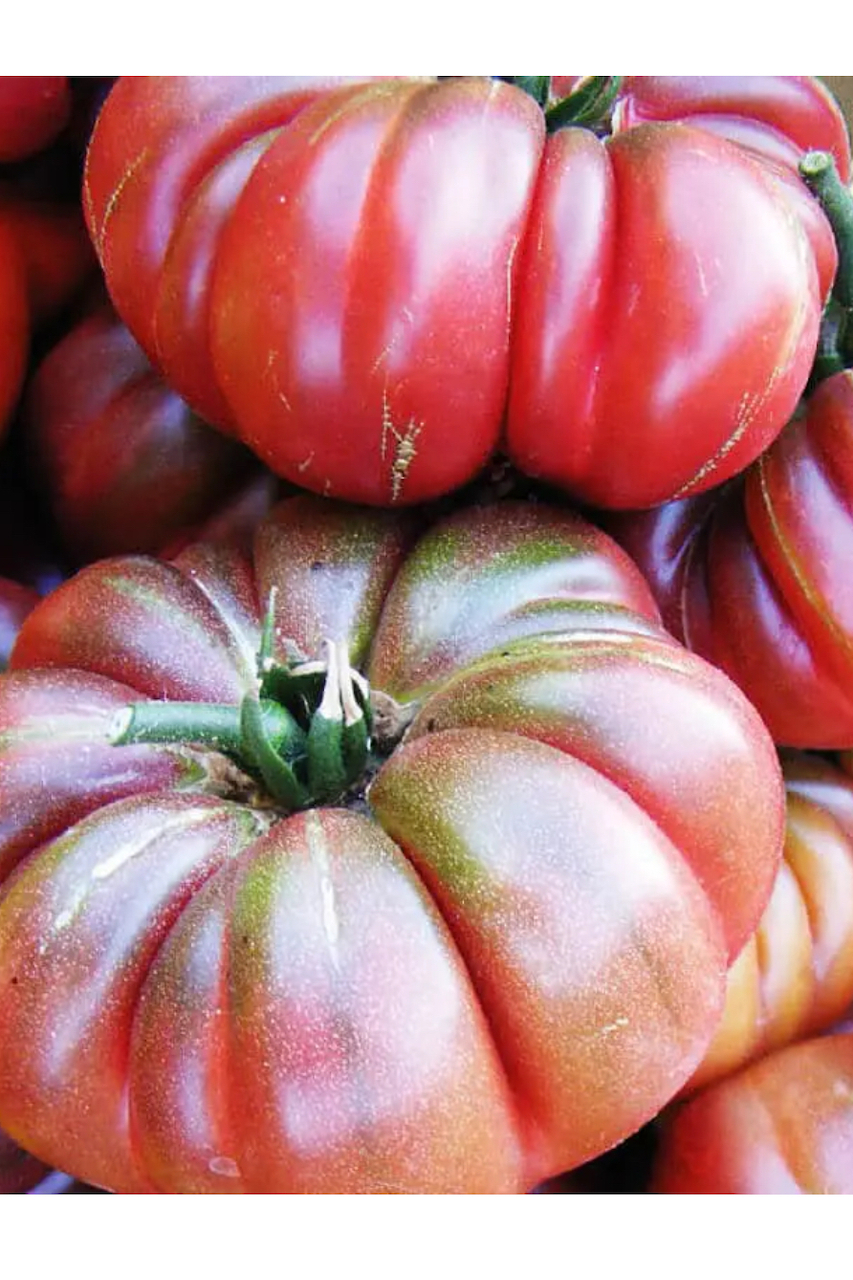 Tomate „Purple Calabash“ - BIO-Tomatensorte