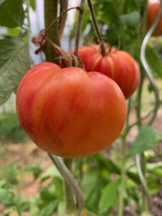 Tomate "German Gold" - Tomatensamen (samenfest)