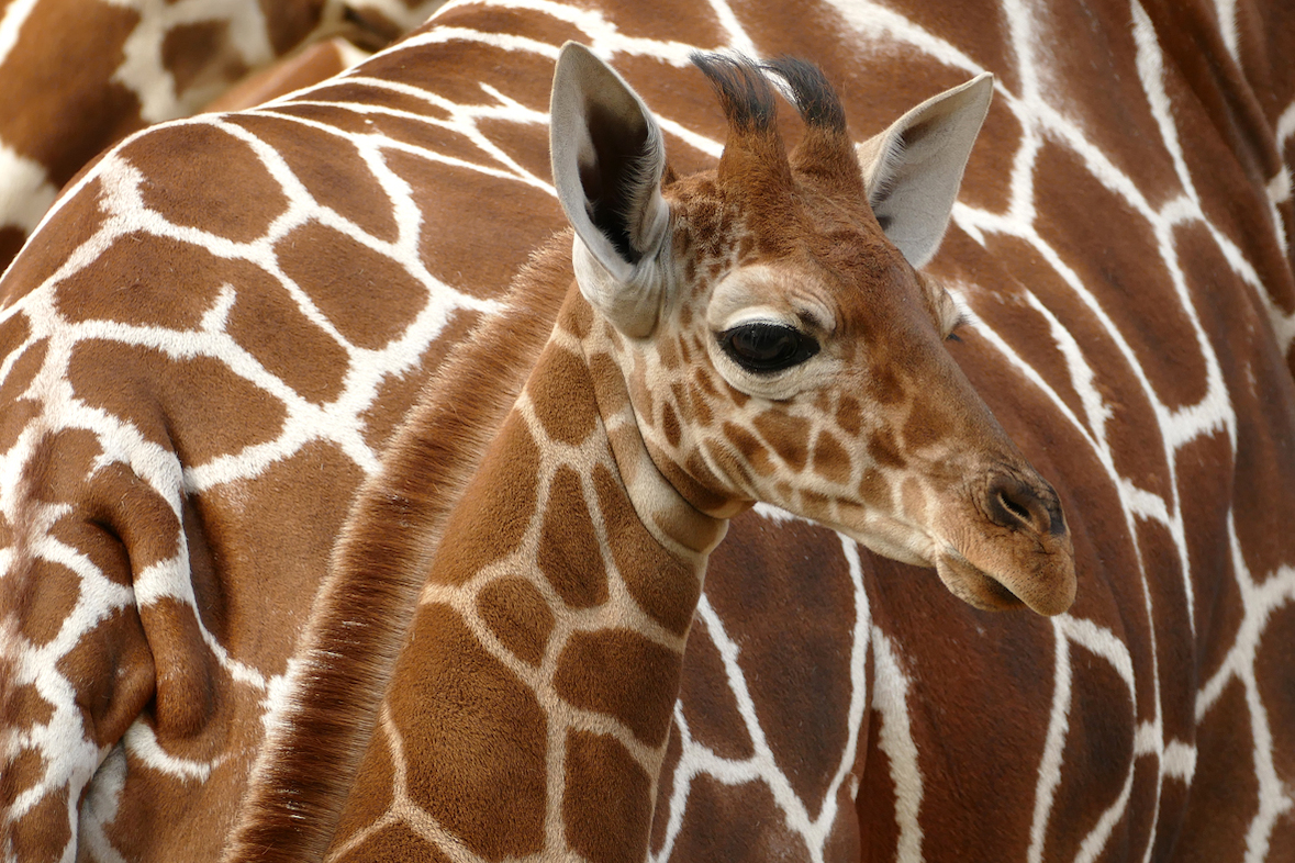Fotokurs mit Fototour: Zoo