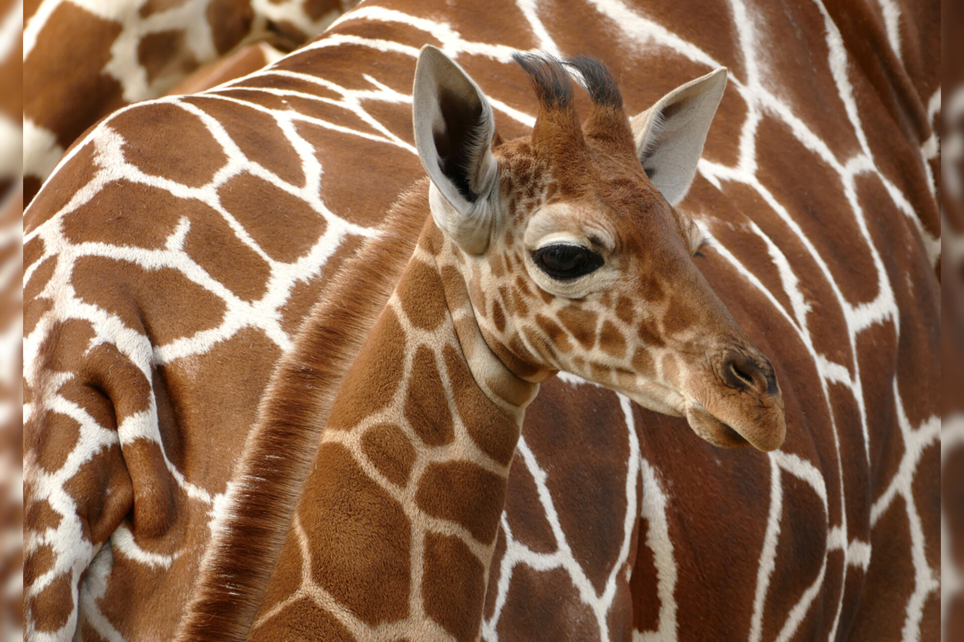 Fotokurs mit Fototour: Zoo