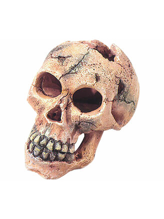 Aqua Della Skull S