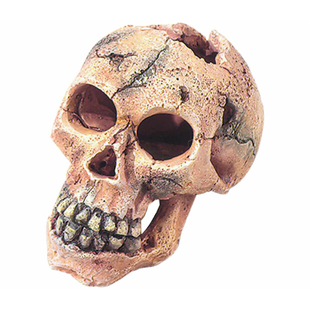 Aqua Della Skull S