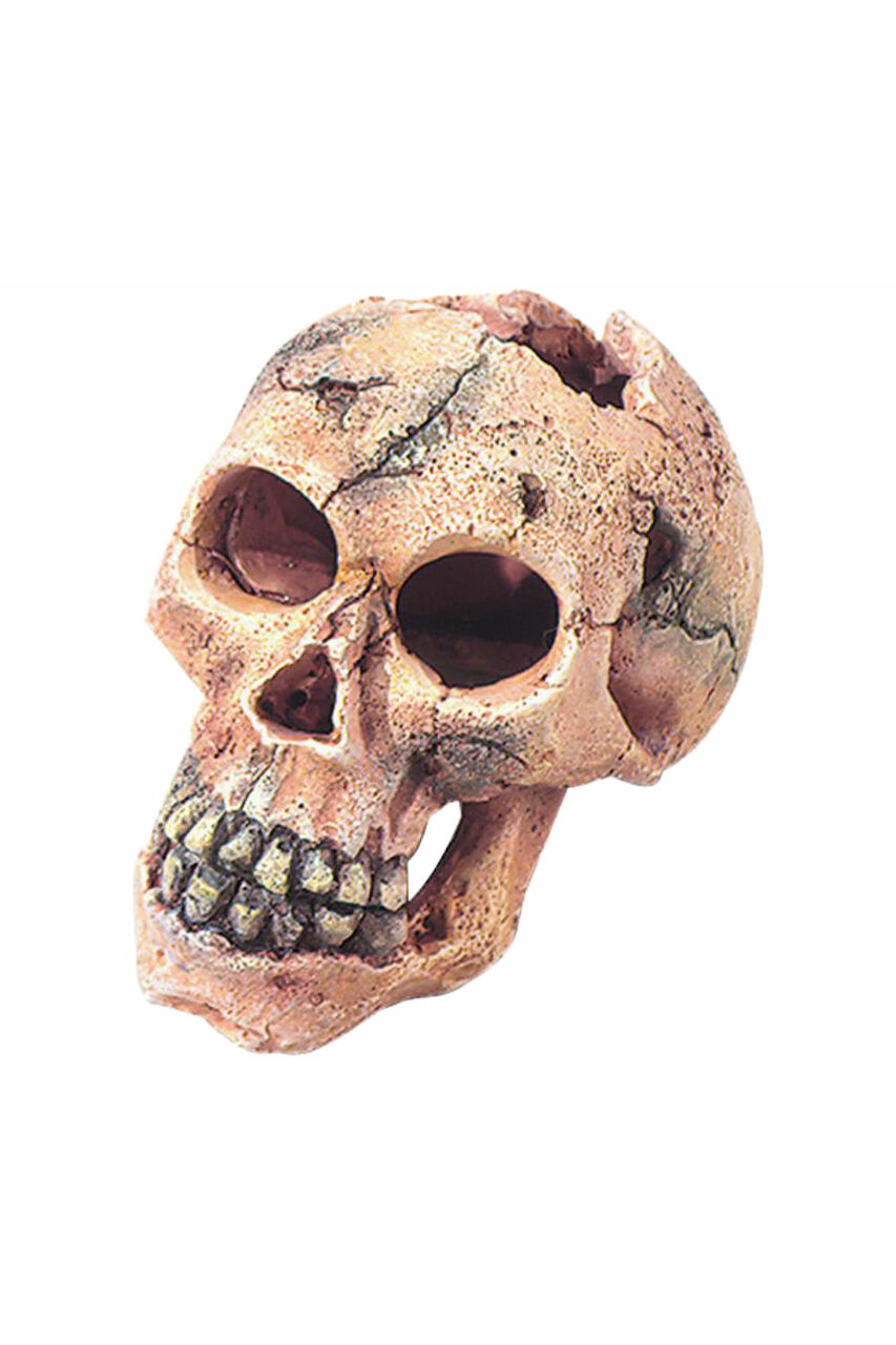 Aqua Della Skull S