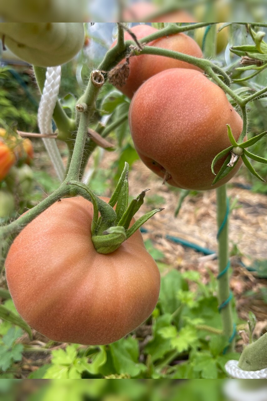 großes Tomaten Set - 12 BIO-Tomatensorten [samenfest]