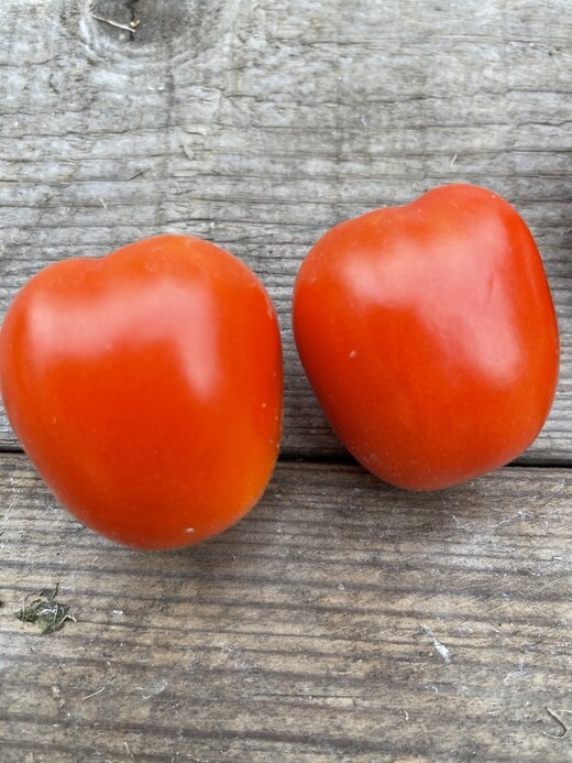 Tomate "De Berao rot" - BIO-Tomatensorte [samenfest]