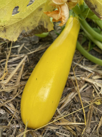 Zucchini "Golden Rush" - gelbe BIO-Zucchinisorte (samenfest)