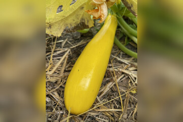 Zucchini "Golden Rush" - gelbe BIO-Zucchinisorte (samenfest)