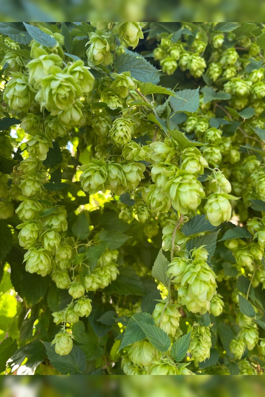 Echter Hopfen - BIO-Hopfensamen [samenfest]