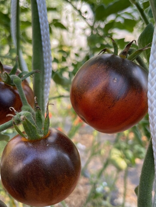 Tomate "Blaue Ananas" - BIO-Tomatensorte [samenfest]