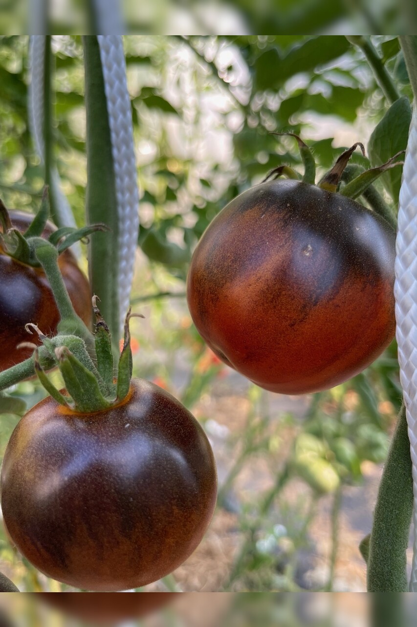 Tomate "Blaue Ananas" - BIO-Tomatensorte [samenfest]