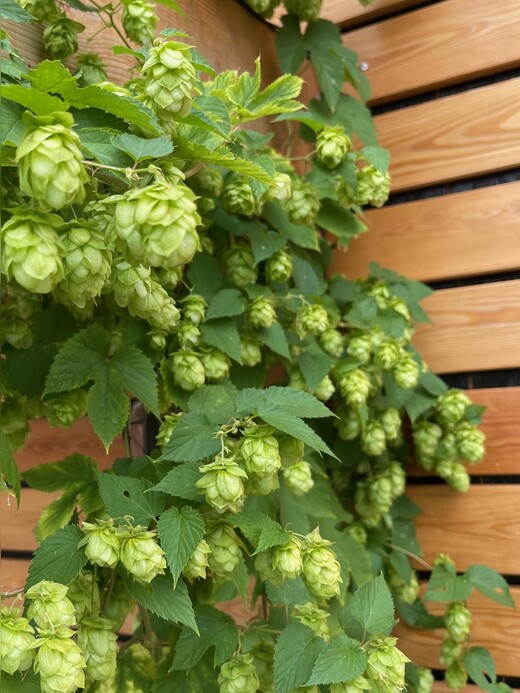 Echter Hopfen - BIO-Hopfensamen [samenfest]