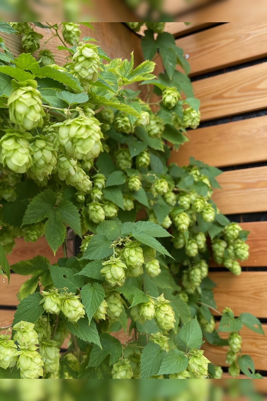 Echter Hopfen - BIO-Hopfensamen [samenfest]