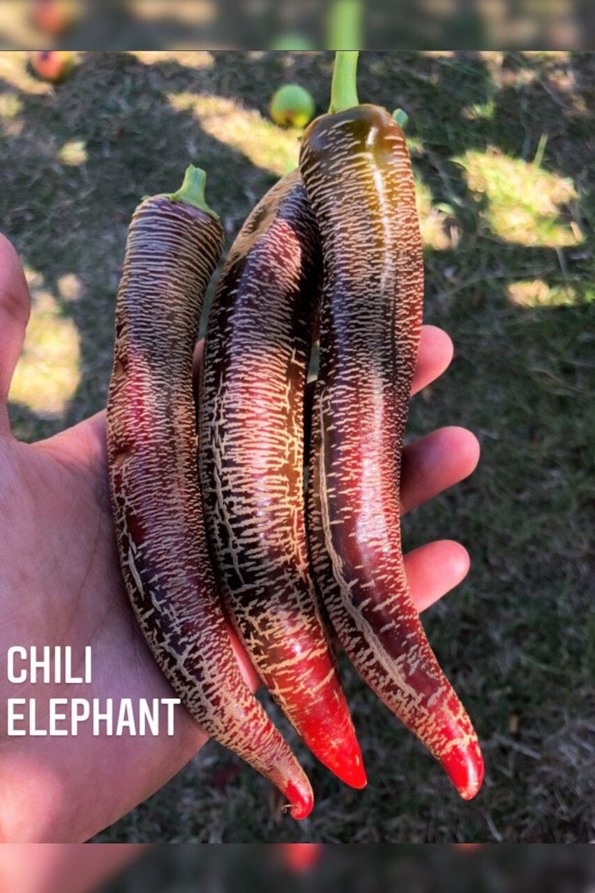 Chili Samen "Elefant" (samenfest & BIO)