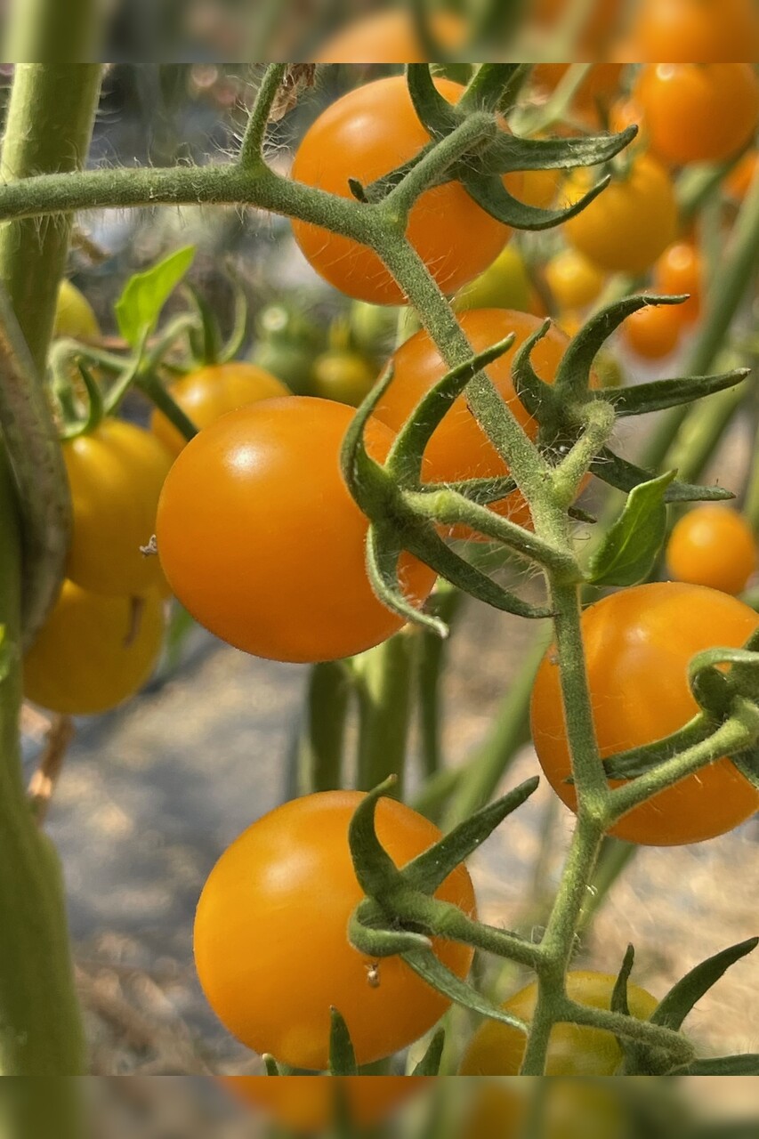 großes Tomaten Set - 12 BIO-Tomatensorten [samenfest]