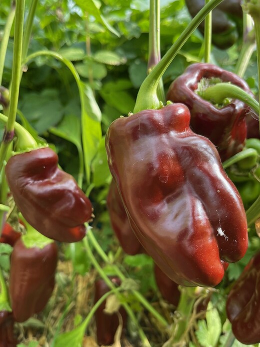 Paprika "Sweet Chocolate" - BIO-Paprikasamen [samenfest]