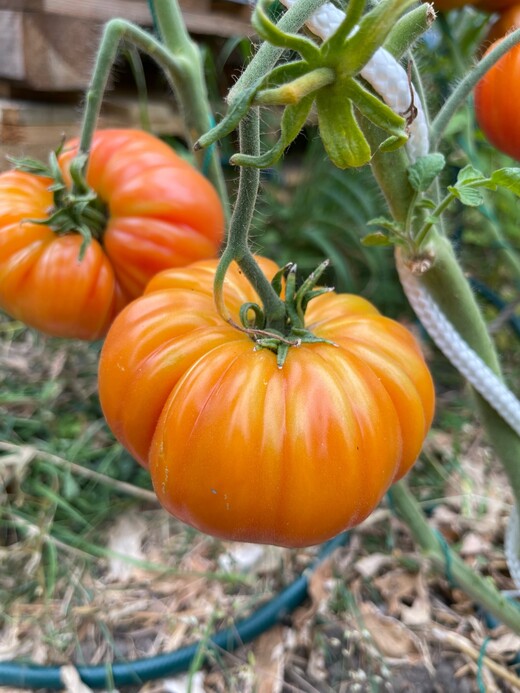 Tomate "Ananastomate" - BIO-Tomatensorte [samenfest]