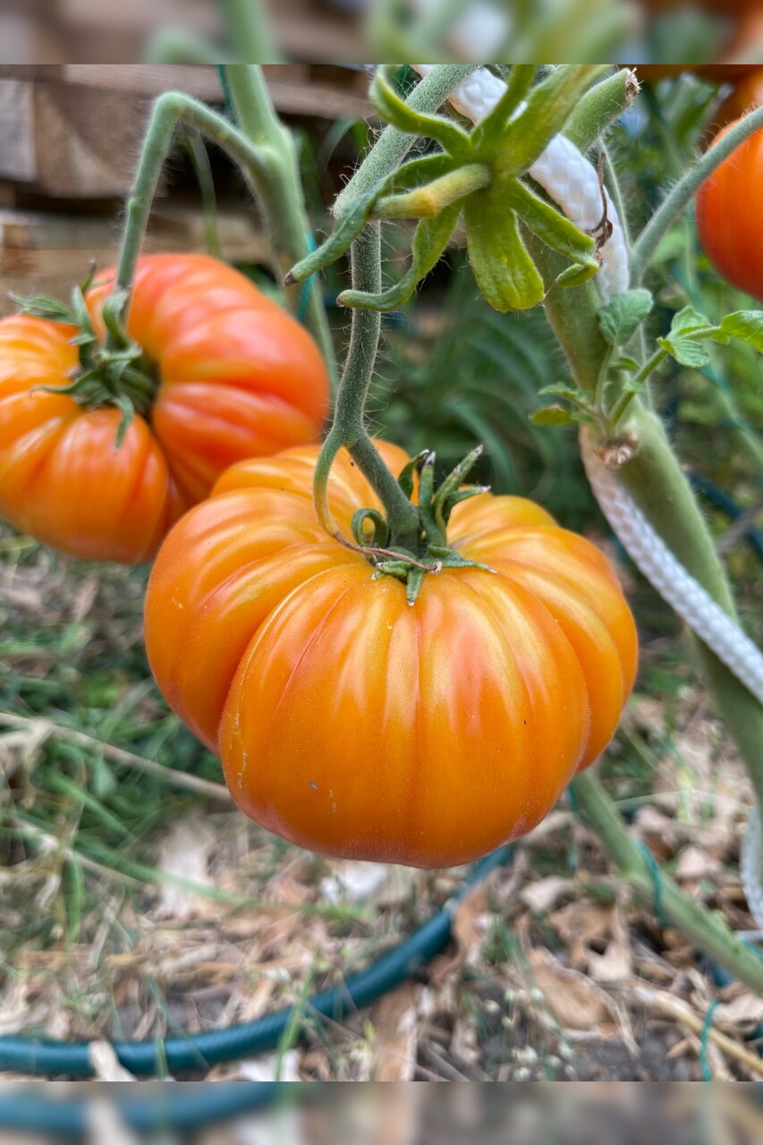 Tomate "Ananastomate" - BIO-Tomatensorte [samenfest]