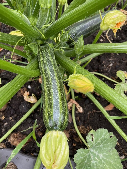 Zucchini "Cocozelle von Tripolis" - BIO-Samen [samenfest]