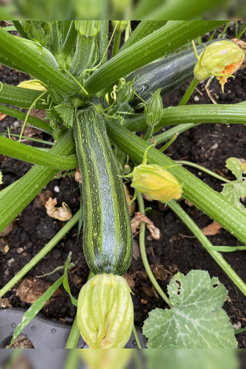 Zucchini "Cocozelle von Tripolis" - BIO-Samen [samenfest]