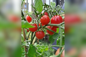 Tomate "Ampeltomate" -BIO-Balkontomate [samenfest]