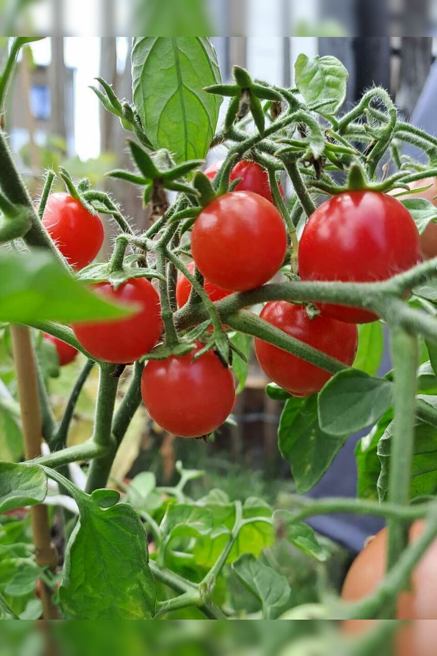 Tomate "Ampeltomate" -BIO-Balkontomate [samenfest]