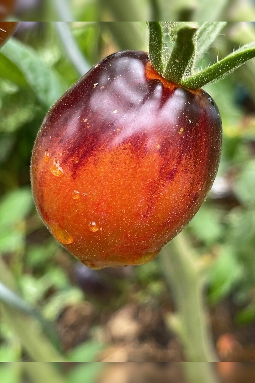 Tomate „Purple Dragon“ - BIO-Tomatensorte [samenfest]