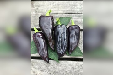Paprika