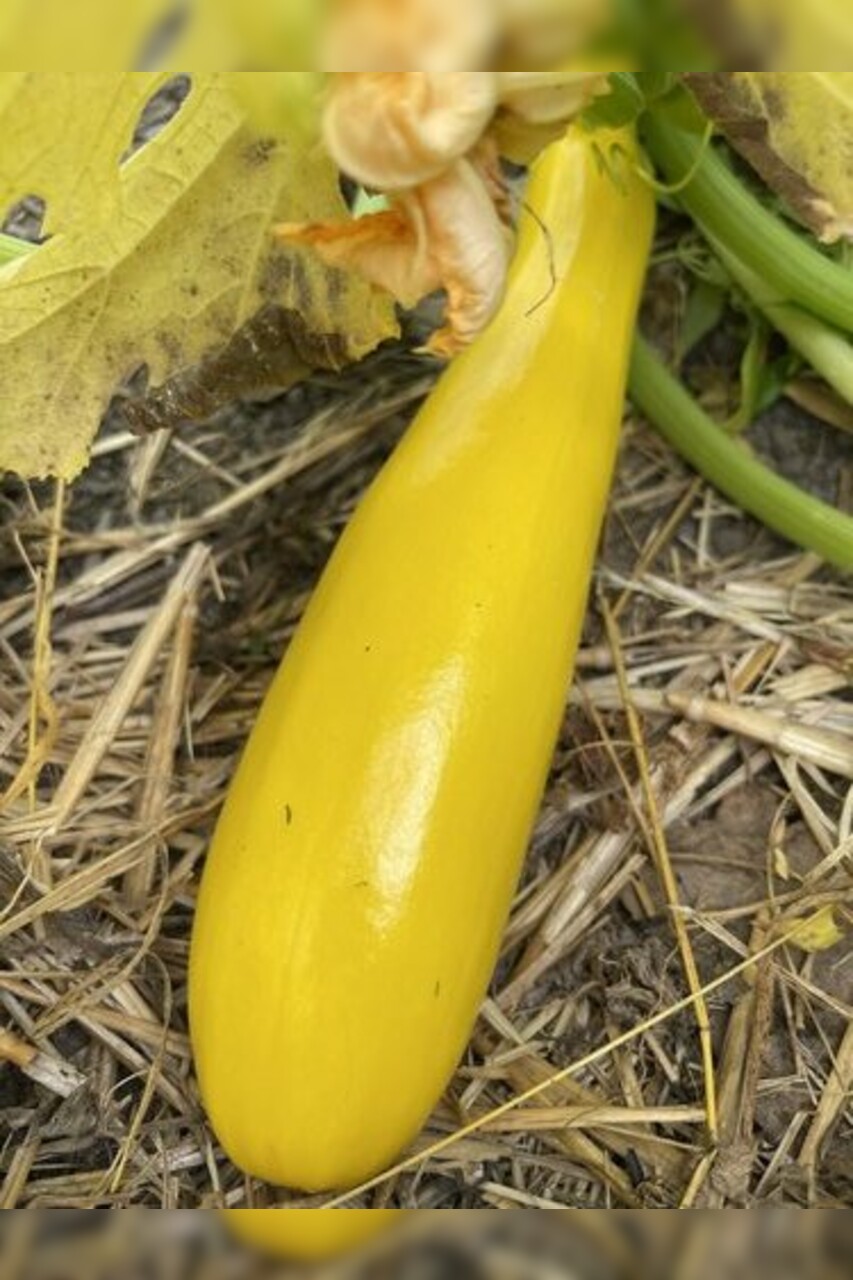 Zucchini "Golden Rush" - gelbe BIO-Zucchinisorte (samenfest)