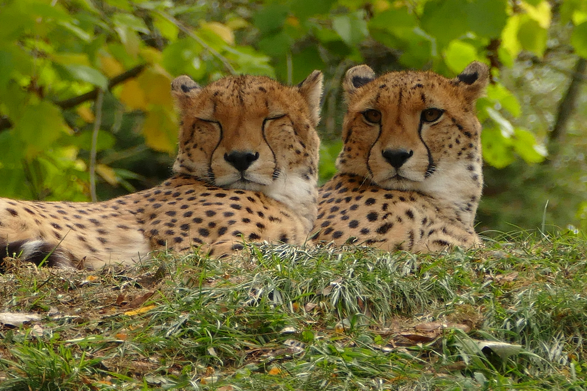 Fotokurs mit Fototour: Zoo