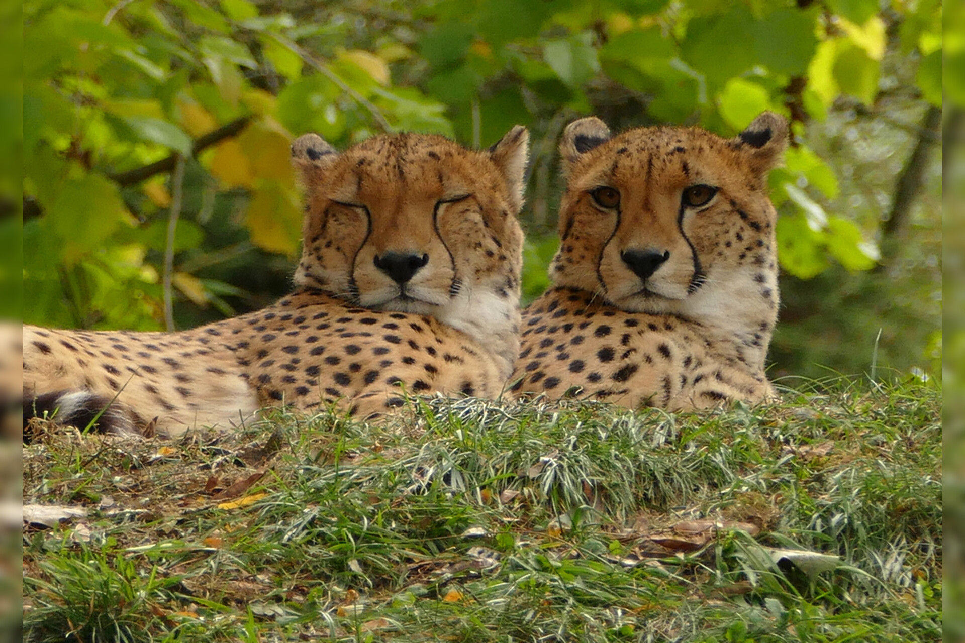 Fotokurs mit Fototour: Zoo