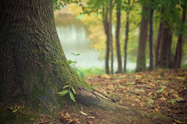 Baum umpflanzen | umsetzen | groß | klein