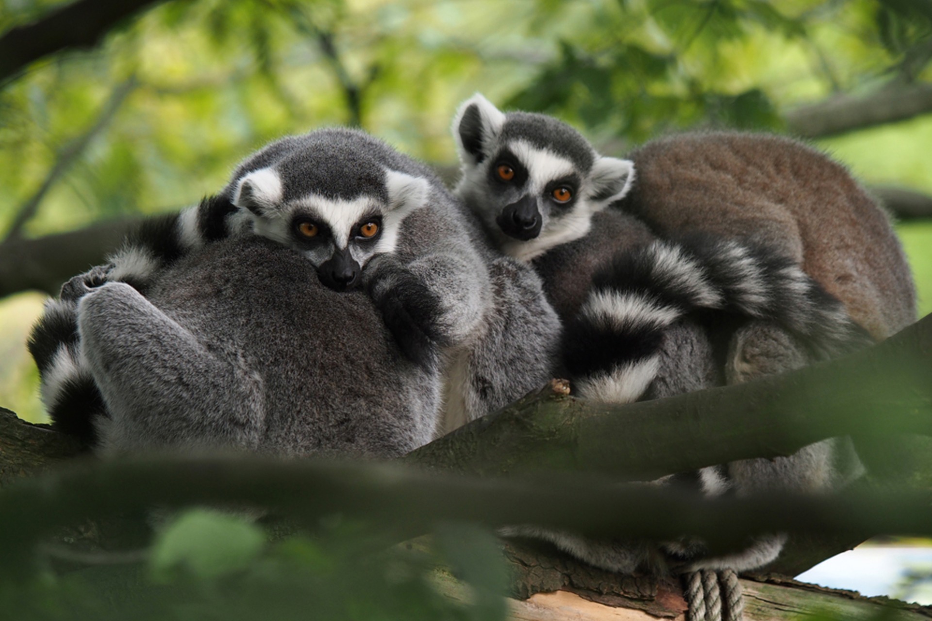 Fotokurs mit Fototour: Allwetter-Zoo