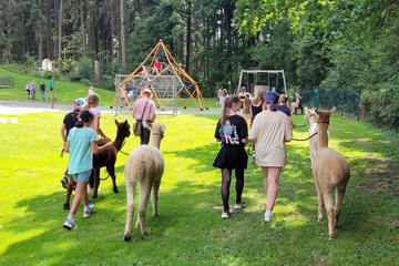 Alpaka Hausbesuch: die Alpakas kommen zu Ihnen