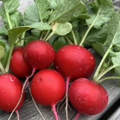 Radieschen "Rudi" - BIO-Radieschensorte [samenfest]