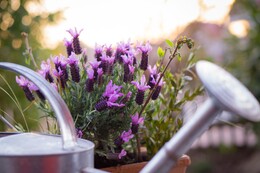 Die Top-20 der mediterranen Pflanzen für Ihren Balkon und Garten