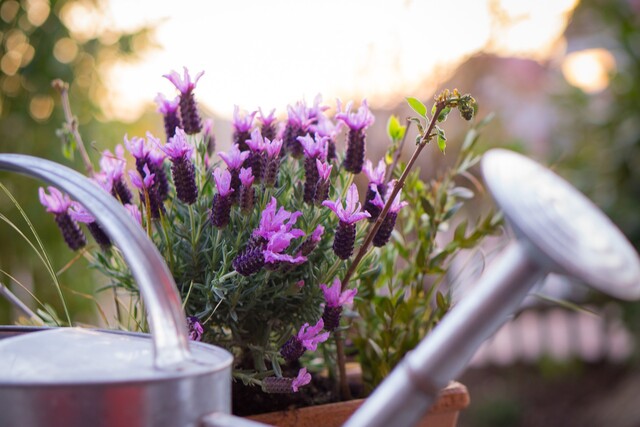 Mediterraner Pflanzen | Balkon | Garten | Terrasse