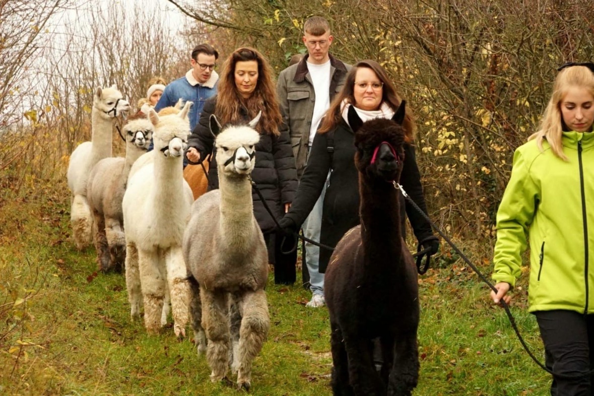 Alpaka Wanderung mit Farmführung