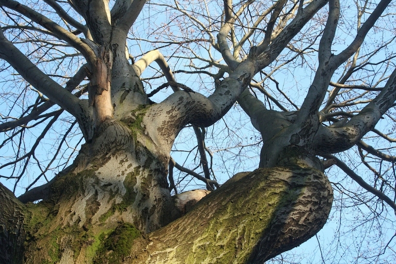 Stellt ein Baum eine Gefahr für den Verkehr dar, müssen Maßnahmen vorgenommen werden. Baum, Baumkrone, Baumstamm, Bäume
