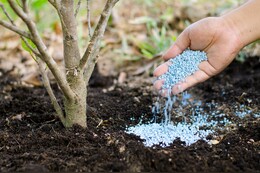 Obstbäume düngen im Frühling und Herbst: Tipps bei alten und jungen Bäumen