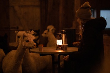 Alpaka Stall Abend für 2 Personen