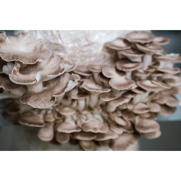 Kastanienseitling Zucht Set