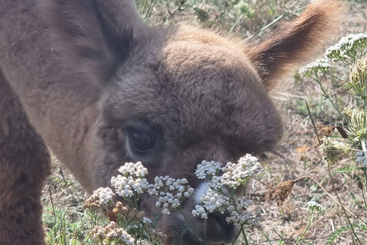Alpaka Wanderung & Lama Wanderung