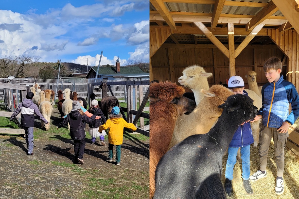 Kindergeburtstag bei den Alpakas