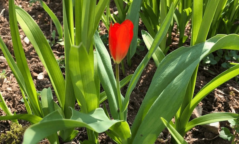 Tulpen sind fĂŒr ihren charakteristischen BlĂŒtenkopf bekannt. Tulpe, Blume