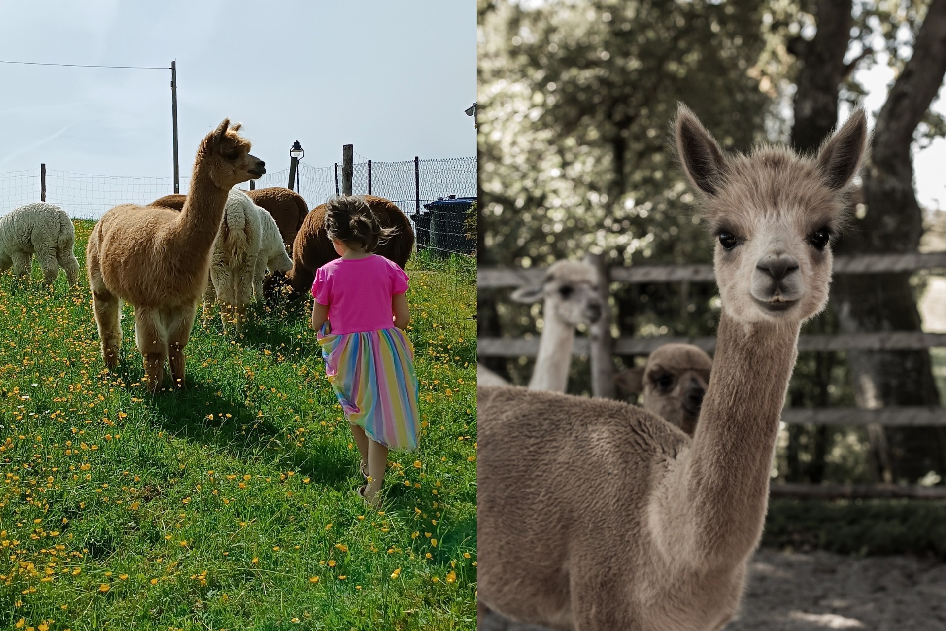 Kindergeburtstag bei den Alpakas
