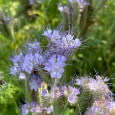"Phacelia" -BIO-Blumensamen [samenfest]