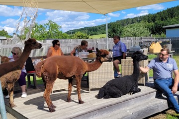 Picknick auf der Alpakaweide für 8 Erwachsene