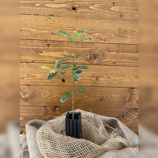Trüffelbaum "Flaumeiche"